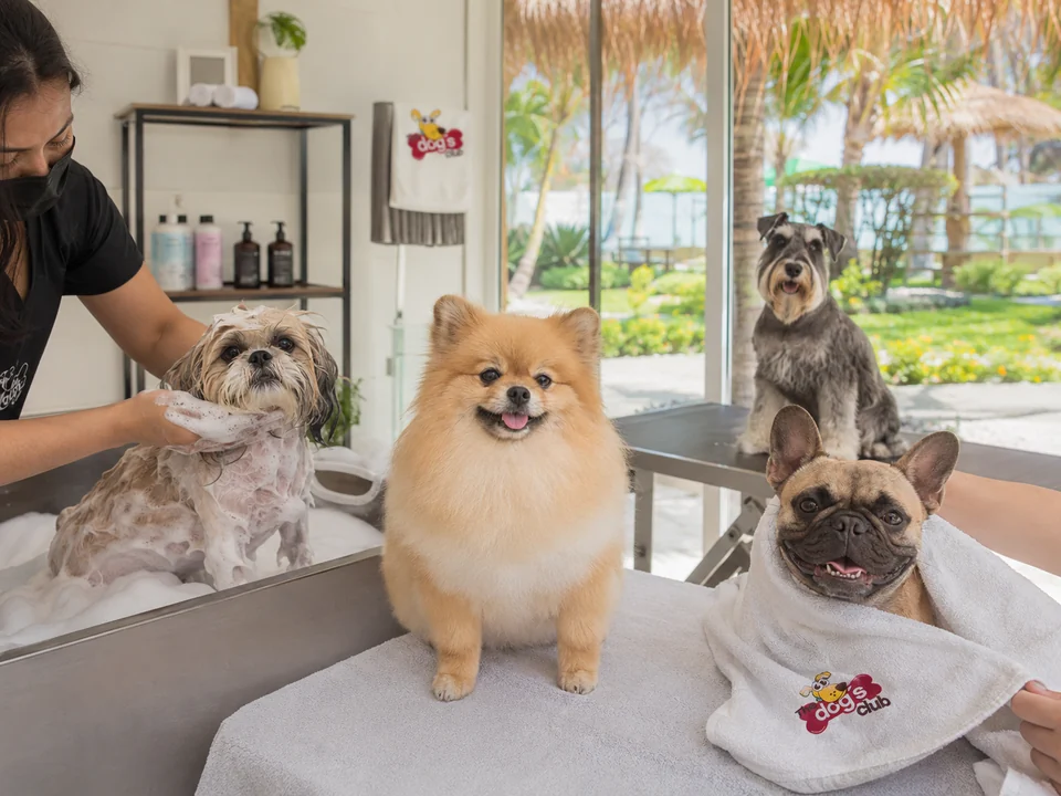 Perros pequeños durante el servicio de spa y baño